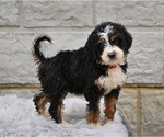 Small #1 Bernedoodle