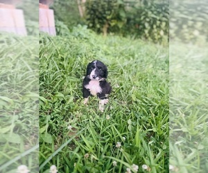 Aussiedoodle Puppy for sale in VANCEBURG, KY, USA