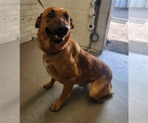 German Shepherd Dog-Unknown Mix Dogs for adoption in San Bernardino, CA, USA