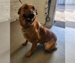 Small German Shepherd Dog Mix