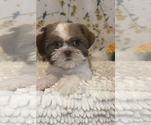 Doberman Pinscher Puppy for sale in MARTINSVILLE, IN, USA
