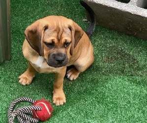 Puggle Puppy for sale in PHILADELPHIA, PA, USA