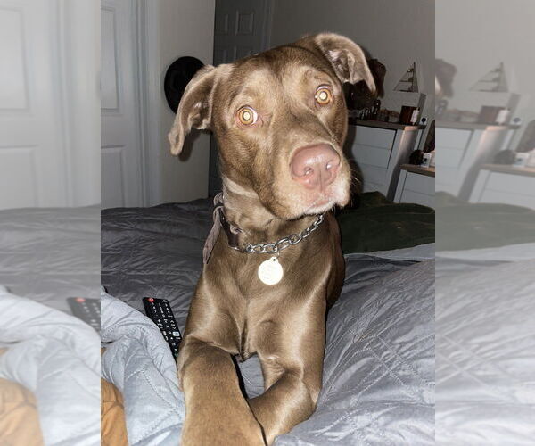 Medium Photo #6 Mastador Puppy For Sale in Brewster, NY, USA