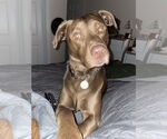 Small #5 Mastador