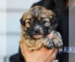 Small #3 ShihPoo