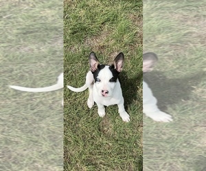 Australian Cattle Dog-Unknown Mix Dogs for adoption in AMARILLO, TX, USA