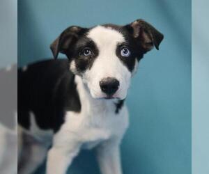 Siberian Husky-Unknown Mix Dogs for adoption in San Antonio, TX, USA