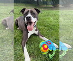 Small Photo #48 American Pit Bull Terrier-Beagle Mix Puppy For Sale in Brewster, NY, USA
