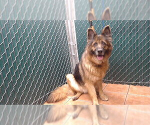 German Shepherd Dog Dogs for adoption in Downey, CA, USA