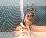 Small German Shepherd Dog