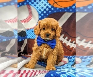 Cavalier King Charles Spaniel-Poodle (Toy) Mix Puppy for sale in LANCASTER, PA, USA