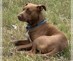 Small American Staffordshire Terrier Mix