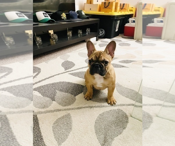 Medium Photo #15 French Bulldog Puppy For Sale in DAVIE, FL, USA