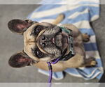 Small #9 French Bulldog