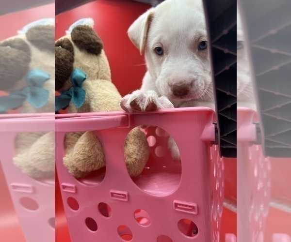 Medium Photo #21 Labrador Retriever-Siberian Husky Mix Puppy For Sale in HARMONY, NC, USA