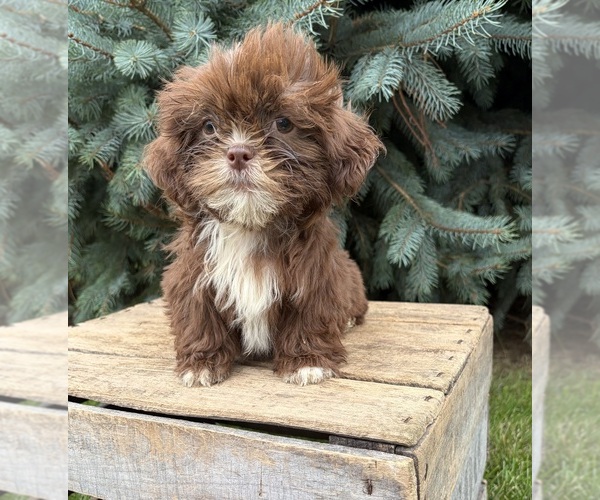 Medium Photo #3 Shih Tzu Puppy For Sale in MIDDLEBURY, IN, USA