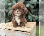 Lainey - Female Shih Tzu Puppy for Sale - Photo #3