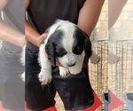 Small Photo #2 English Springer Spaniel Puppy For Sale in JEANNETTE, PA, USA