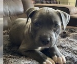 Small #3 American Pit Bull Terrier