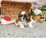 Small #2 Shih Tzu