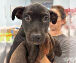 Small #1 Labrador Retriever-Retriever  Mix