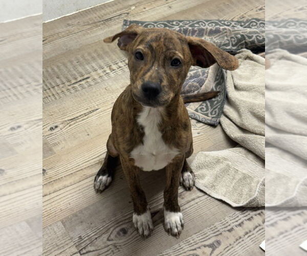 Medium Photo #1 Mutt Puppy For Sale in Bolivar, MO, USA