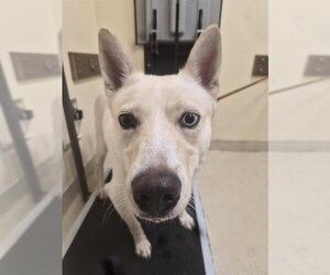 Siberian Husky-Unknown Mix Dogs for adoption in Fremont, CA, USA