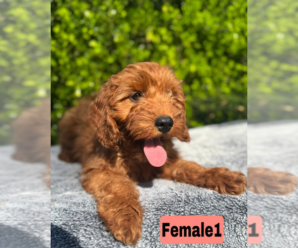 Medium Photo #1 Goldendoodle (Miniature) Puppy For Sale in BAKERSFIELD, CA, USA