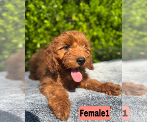 Goldendoodle (Miniature) Puppy for sale in BAKERSFIELD, CA, USA