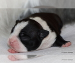 Small Photo #7 Boston Terrier Puppy For Sale in WINNSBORO, TX, USA