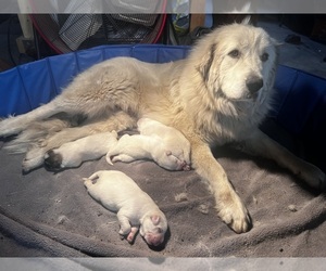 Mother of the Great Pyrenees puppies born on 03/20/2025