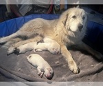 Small Photo #1 Great Pyrenees Puppy For Sale in CHRISMAN, IL, USA