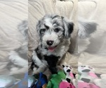 Small Photo #12 Bernedoodle-Sheepadoodle Mix Puppy For Sale in WOODSIDE, NY, USA