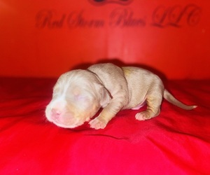 Medium American Bully