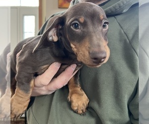 Dachshund Puppy for sale in MAYS LANDING, NJ, USA