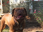 Small Photo #1 Dogue de Bordeaux Puppy For Sale in ANDERSONVILLE, GA, USA