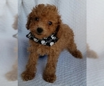 Small Photo #1 Poodle (Toy) Puppy For Sale in BUFFALO, MO, USA