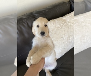 Golden Retriever Puppy for sale in LAKEWOOD, CA, USA