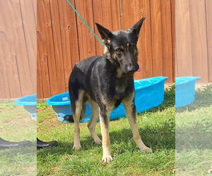 German Shepherd Dog Dogs for adoption in Montgomery, AL, USA