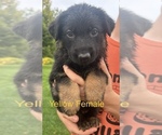Puppy Yellow Female German Shepherd Dog
