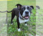 Small Photo #2 American Pit Bull Terrier Puppy For Sale in Westminster, MA, USA