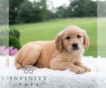 Small #5 Golden Retriever