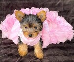 Puppy Puppy 1 Yorkshire Terrier