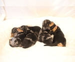 Small Photo #4 Dachshund Puppy For Sale in JOSHUA TREE, CA, USA