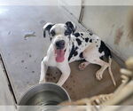 Small #3 Great Dane