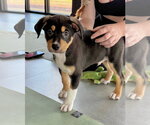 Small #2 Mutt