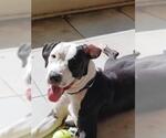 Small Labrador Retriever Mix