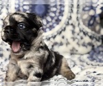 Small #4 French Bulldog