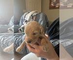 Puppy Luke Goldendoodle