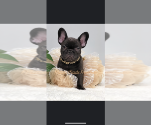 French Bulldog Puppy for sale in BATTLE CREEK, MI, USA